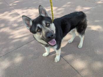 Siberian Husky Dogs Available for Adoption - RAISING CANE | PetCurious