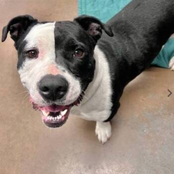Bubba Gump -  Mixed Breed Dog for Adoption in West Point, Mississippi - Bubba Gump | PetCurious