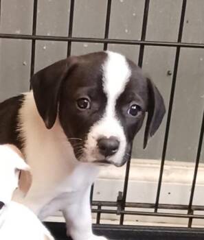 Rio -  Terrier and Dachshund Dog for Adoption in West Memphis, Arkansas - Rio | PetCurious