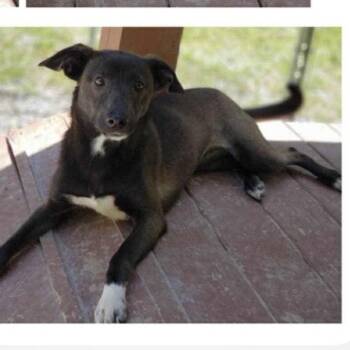 Rescue Feist Dogs for Adoption in Ringwood, New Jersey - Wendy | PetCurious