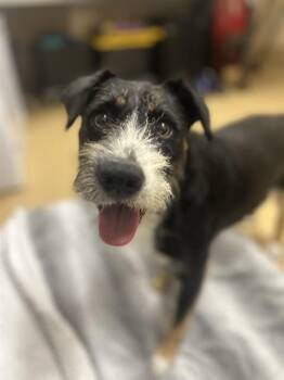 Terrier and Mixed Breed Dogs Available for Adoption in Chula Vista, California - ROCKY | PetCurious