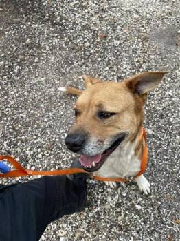 Black Mouth Cur Dogs Available for Adoption in Houston, Texas - TONKA | PetCurious