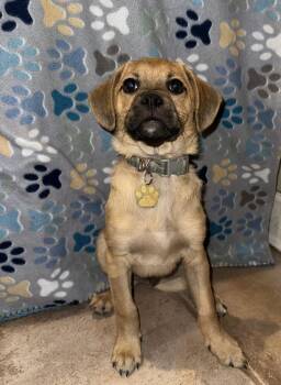 Pug and Border Collie Dogs Available for Adoption - Buster | PetCurious