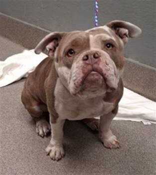 ROSIE -  English Bulldog and Mixed Breed Dog for Adoption in Las Vegas, Nevada - ROSIE | PetCurious