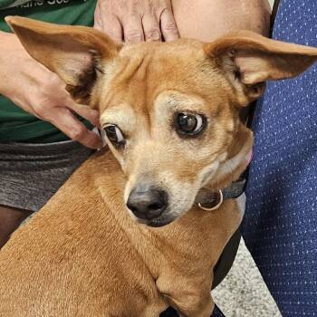 Ginger -  Dachshund and Mixed Breed Dog for Adoption in Kingman, Kansas - Ginger | PetCurious