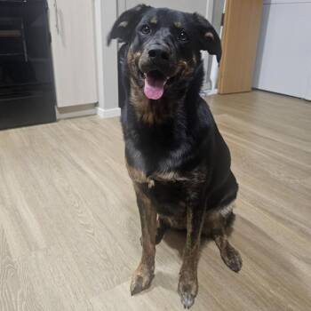Gigi -  Border Collie and Mixed Breed Dog for Adoption in Clavet, Saskatchewan - Gigi | PetCurious