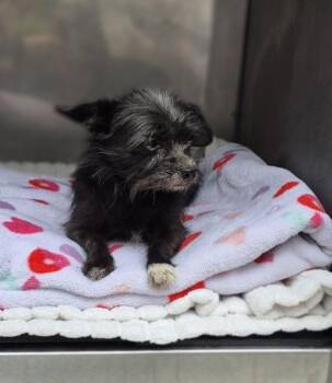 Terrier and Pomeranian Dogs Available for Adoption in Lawrenceville, Georgia - Pen 224 Scarlett | PetCurious