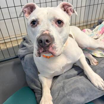 American Bully Dogs Available for Adoption in Kerrville, Texas - Gus Gus | PetCurious