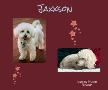 Jaxxson -  Poodle Dog for Adoption in East Wenatchee, Washington - Jaxxson | PetCurious