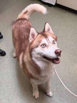 BLU -  Husky Dog for Adoption in Burbank, California - BLU | PetCurious