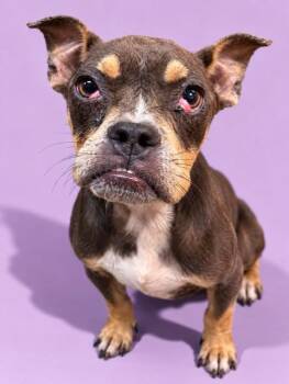 CUPID -  Mixed Breed Dog for Adoption in Jacksonville, Florida - CUPID | PetCurious