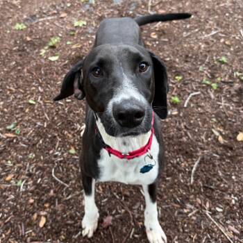 Summer -  Mixed Breed Dog for Adoption in West Palm Beach, Florida - Summer | PetCurious