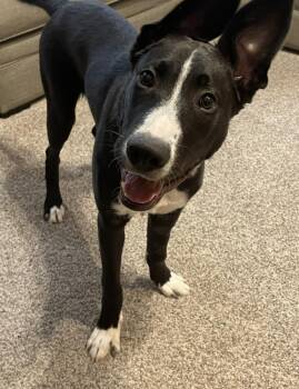 Tate -  Shepherd Dog for Adoption in Denver, Colorado - Tate | PetCurious