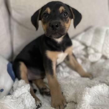 Sesame -  Beagle and Mixed Breed Dog for Adoption in Rock Hill, South Carolina - Sesame | PetCurious