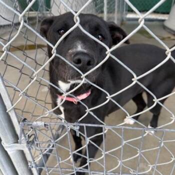 Marley -  Pit Bull Terrier Dog for Adoption in Rawlins, Wyoming - Marley | PetCurious