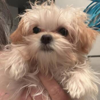 Mixed Breed Dogs Available for Adoption in Nampa, Idaho - Dorothy | PetCurious