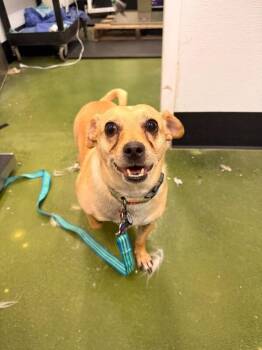 Chihuahua Dogs Available for Adoption in Fruit Heights, Utah - Oscar | PetCurious