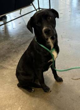 Labrador Retriever and Pit Bull Terrier Dogs Available for Adoption in Rockwall, Texas - Found Stray: Bowie | PetCurious