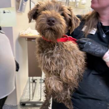 Mocha -  Schnauzer and Mixed Breed Dog for Adoption in Great Falls, Montana - Mocha | PetCurious