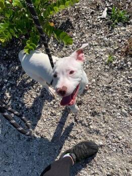 Bentley -  American Staffordshire Terrier and Mixed Breed Dog for Adoption in Cape Coral, Florida - Bentley | PetCurious
