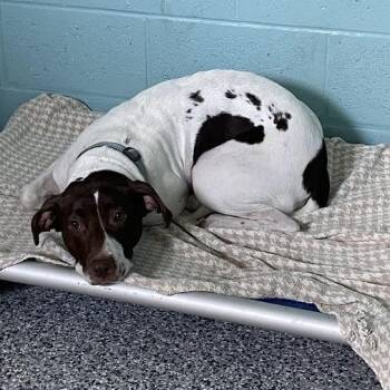 Lucky -  American Foxhound Dog for Adoption in Port Charlotte, Florida - Lucky | PetCurious