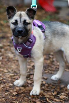 German Shepherd Dog Dogs Available for Adoption in Skyline, Minnesota - Gabby | PetCurious