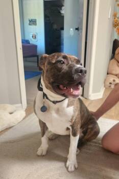 Buttercup -  Pit Bull Terrier Dog for Adoption in Santa Monica, California - Buttercup | PetCurious