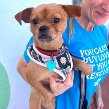 Frankie -  Brussels Griffon and Terrier Dog for Adoption in Fort Lauderdale, Florida - Frankie | PetCurious