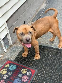 Bisquit -  Mixed Breed Dog for Adoption in Hobart, Indiana - Bisquit | PetCurious