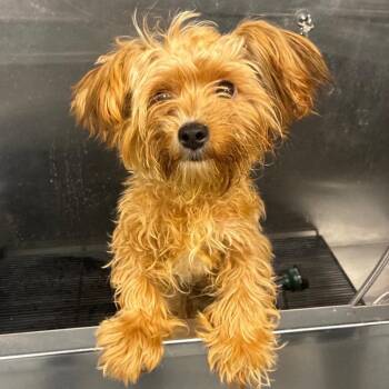 Barq -  Yorkshire Terrier Dog for Adoption in Fredericksburg, Virginia - Barq | PetCurious