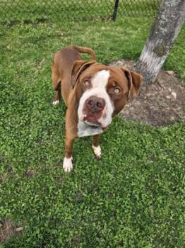 Pit Bull Terrier and Mixed Breed Dogs Available for Adoption in Westland, Michigan - Boomer | PetCurious