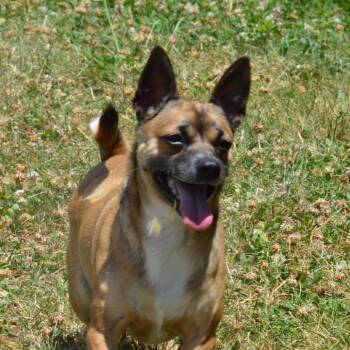 Felix -  Chihuahua and Mixed Breed Dog for Adoption in Camden, Delaware - Felix | PetCurious
