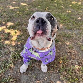 Bertrude -  Pit Bull Terrier Dog for Adoption in Los Angeles, California - Bertrude | PetCurious