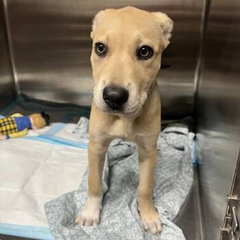 Hera -  Mixed Breed Dog for Adoption in Pauls Valley, Oklahoma - Hera | PetCurious
