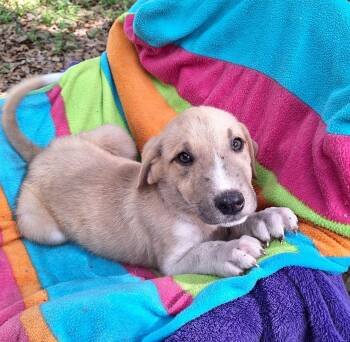 Labrador Retriever Dogs Available for Adoption in Missouri City, Texas - Chasko MD14375-T | PetCurious