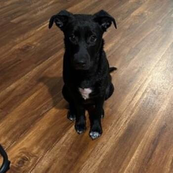 Sally Mae -  Mixed Breed Dog for Adoption in Blacksburg, Virginia - Sally Mae | PetCurious