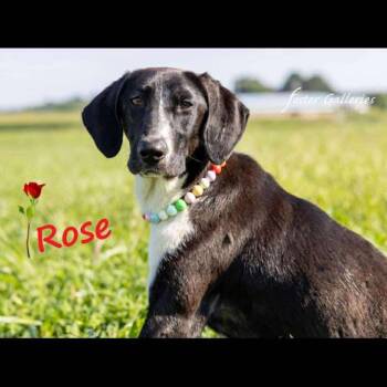 Rescue Hound Dogs for Adoption in Spring Hill, Tennessee - Rose | PetCurious