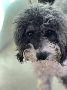 Poodle and Havanese Dogs Available for Adoption - Lucky | PetCurious
