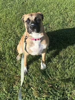 COCO -  Mastiff and Mixed Breed Dog for Adoption in Aliquippa, Pennsylvania - COCO | PetCurious