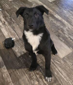 German Shepherd Dog and Australian Cattle Dog Blue Heeler Dogs Available for Adoption in Luling, Texas - Nibbles Austin | PetCurious
