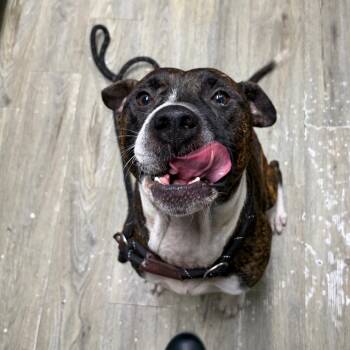 Frisbee -  Mixed Breed Dog for Adoption in Summerville, South Carolina - Frisbee | PetCurious