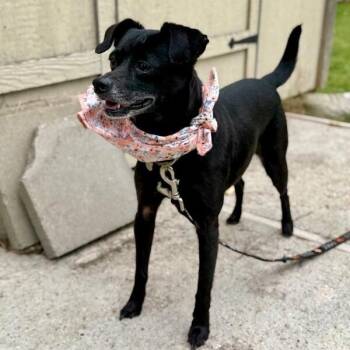 Franny Fantastic -  Chihuahua and Mixed Breed Dog for Adoption in Friendswood, Texas - Franny Fantastic | PetCurious