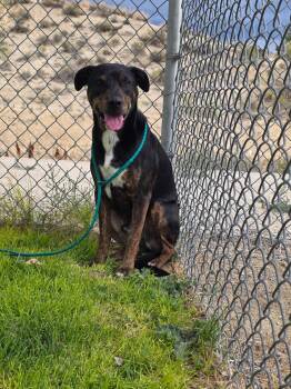 61379014 -  Shepherd Dog for Adoption in Elko, Nevada - 61379014 | PetCurious