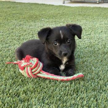 Pixie -  Chihuahua and Mixed Breed Dog for Adoption in Henderson, Nevada - Pixie | PetCurious