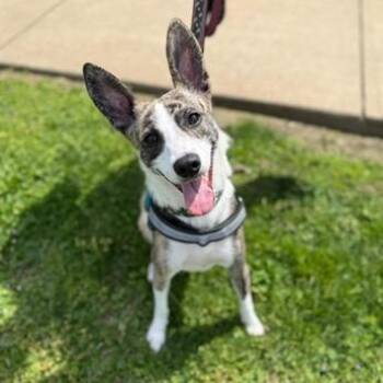 Mixed Breed Dogs Available for Adoption in Greensburg, Pennsylvania - Ireland | PetCurious