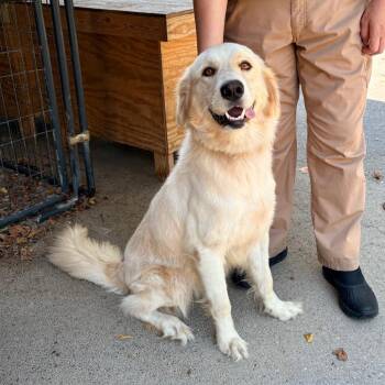 Gina -  Golden Retriever Dog for Adoption in Brentwood, Missouri - Gina | PetCurious