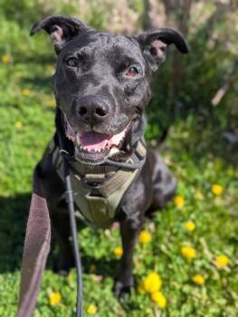 Labrador Retriever and Mixed Breed Dogs Available for Adoption in Vaughan, Ontario - CLYDE | PetCurious