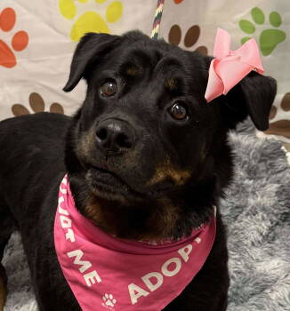 Rescue Rottweiler Dogs for Adoption in Elizabethtown, Pennsylvania - Sierra | PetCurious