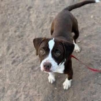 Mixed Breed Dogs Available for Adoption - Duck | PetCurious