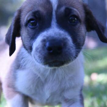Rescue Shepherd and Labrador Retriever Dogs for Adoption in Bastrop, Texas - Prism 25-08-138 | PetCurious